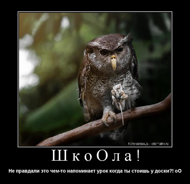 Котоматрица: ШкоОла! Не правдали это чем-то напоминает урок когда ты стоишь у доски?! оО