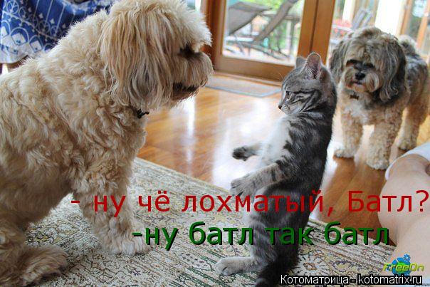 Котоматрица: -ну батл так батл - ну чё лохматый, Батл?