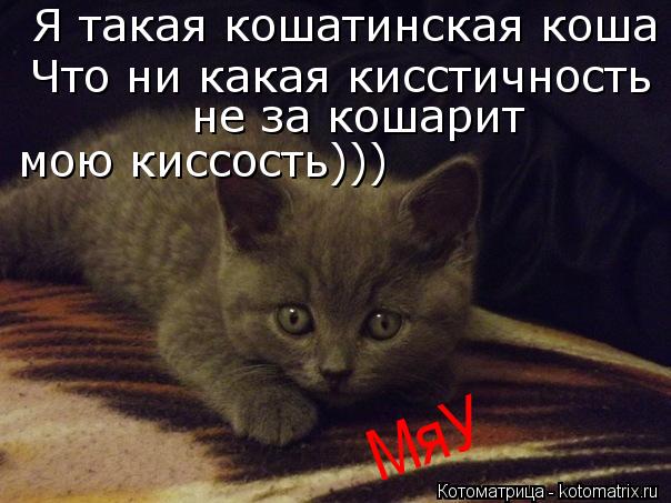 Я такая кошатинская коша Что ни какая кисстичность не за кошарит мою киссость))) Что ни какая кисстич... Котоматрица: Я такая кошатинская коша Что ни какая кисстичность не за кошарит мою киссость))) Что ни какая кисстичность не за кошарит мою киссость))) не з