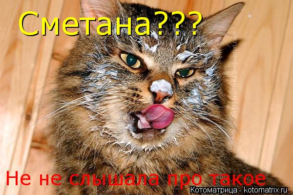 Котоматрица: Сметана??? Не не слышала про такое