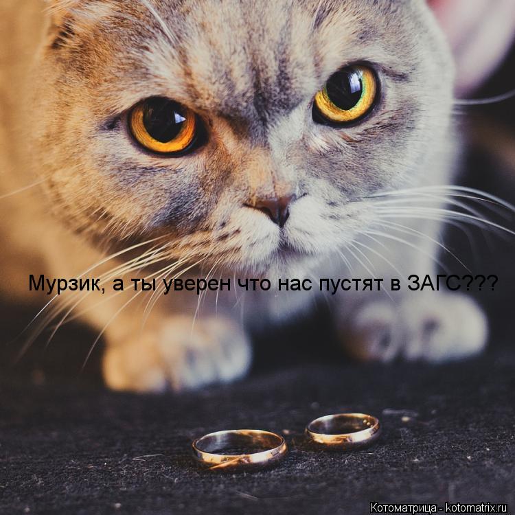 Котоматрица: Мурзик, а ты уверен что нас пустят в ЗАГС???