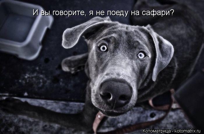 И вы говорите, я не поеду на сафари?... Котоматрица: И вы говорите, я не поеду на сафари?