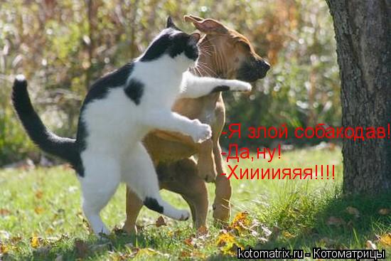 -Я злой собакодав! -Да,ну! -Хиииияяя!!!!... Котоматрица: -Я злой собакодав! -Да,ну! -Хиииияяя!!!!