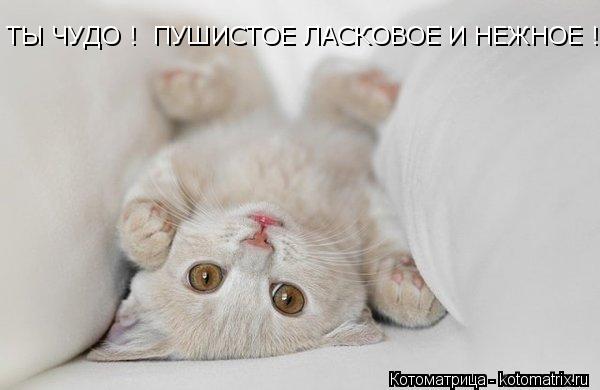 Котоматрица: ТЫ ЧУДО !  ПУШИСТОЕ ЛАСКОВОЕ И НЕЖНОЕ !