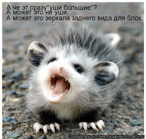 Котоматрица: А че эт сразу"уши большие"? А может это не уши, А может это зеркала заднего вида для блох.