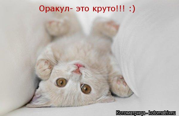 Котоматрица: Оракул- это круто!!! :)