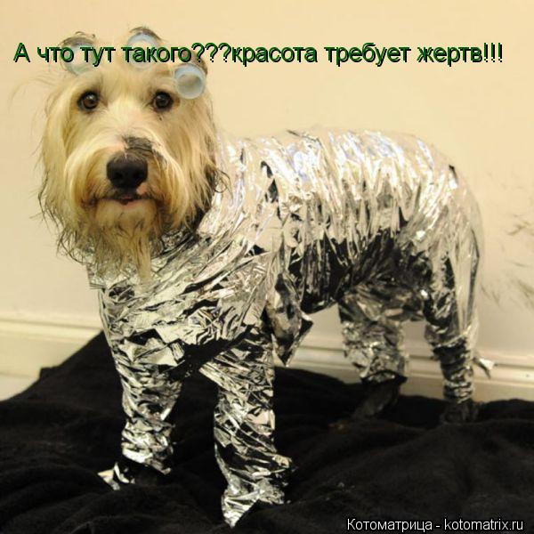 А что тут такого???красота требует жертв!!!... Котоматрица: А что тут такого???красота требует жертв!!!