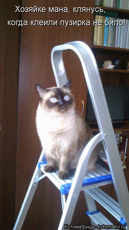 Котоматрица: Хозяйке мана, клянусь,  когда клеили пузирка не било!