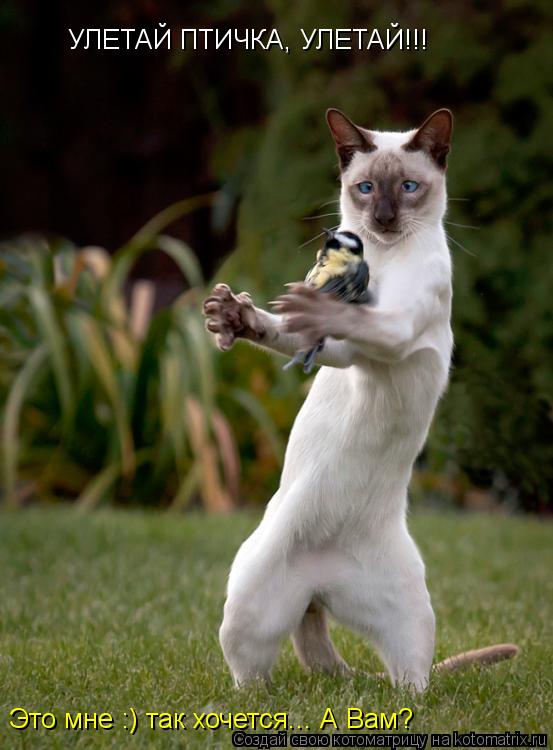 Котоматрица: УЛЕТАЙ ПТИЧКА, УЛЕТАЙ!!! Это мне :) так хочется... А Вам?