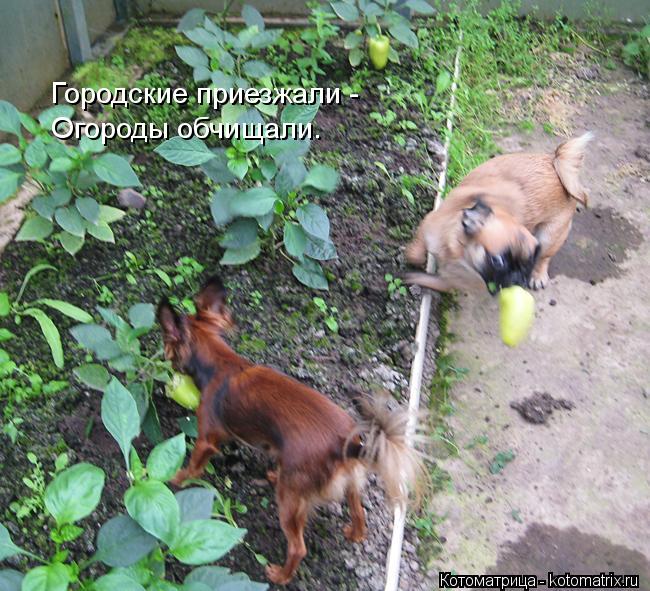 Котоматрица: Городские приезжали -  Огороды обчищали.