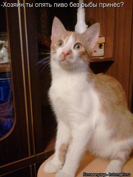 Котоматрица: -Хозяин,ты опять пиво без рыбы принёс?