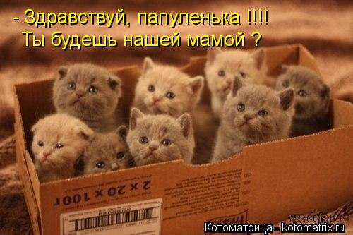 - Здравствуй, папуленька !!!! Ты будешь нашей мамой ?... Котоматрица: - Здравствуй, папуленька !!!! Ты будешь нашей мамой ?