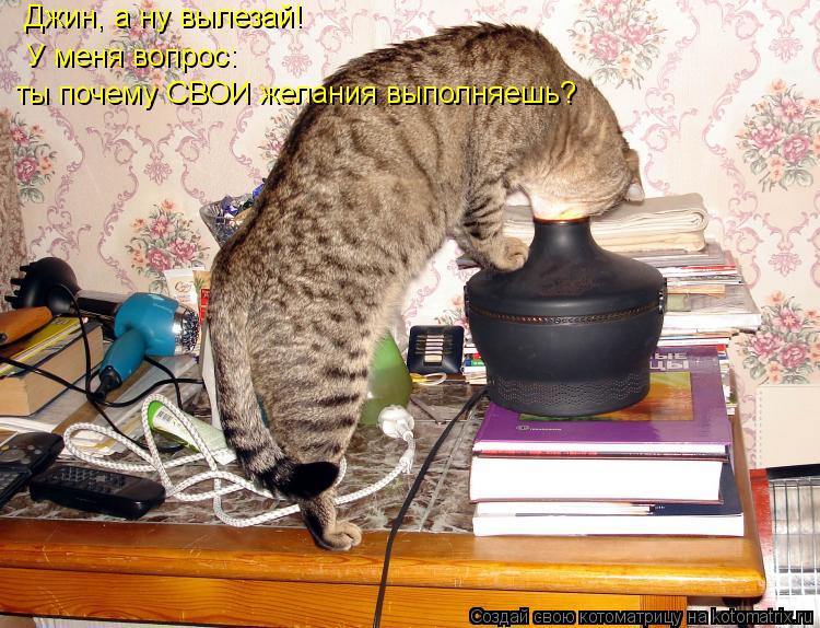 Джин, а ну вылезай! У меня вопрос: ты почему СВОИ желания выполняешь?... Котоматрица: Джин, а ну вылезай! У меня вопрос: ты почему СВОИ желания выполняешь?
