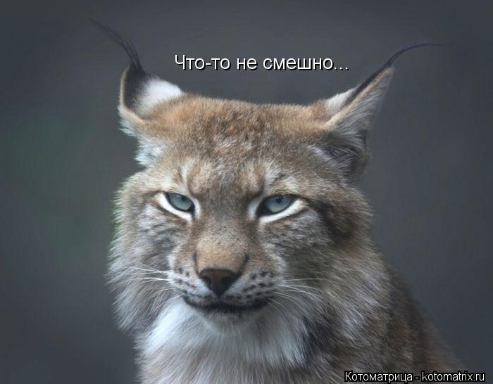 Котоматрица: Что-то не смешно...