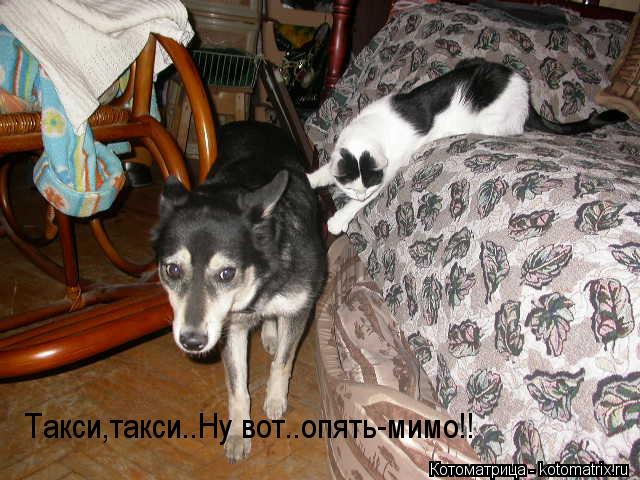 Такси,такси..Ну вот..опять-мимо!!... Котоматрица: Такси,такси..Ну вот..опять-мимо!!