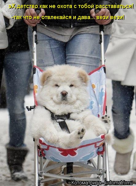 Котоматрица: эХ детство как не охота с тобой расставаться!  -так что не отвлекайся и дава... вези вези!