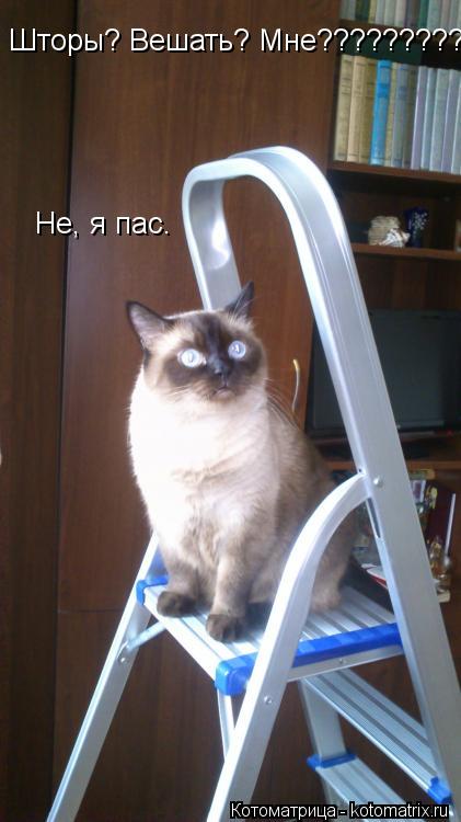 Котоматрица: Шторы? Вешать? Мне??????????? Не, я пас.