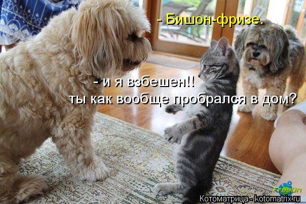 Котоматрица: - Бишон-фризе. - и я взбешен!! ты как вообще пробрался в дом?
