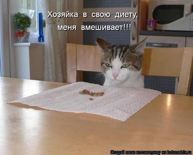 Котоматрица: Хозяйка  в  свою  диету, меня  вмешивает!!! меня  вмешивает!!! меня  вмешивает!!! меня  вмешивает!!!