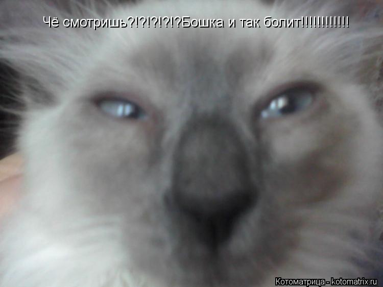 Чё смотришь?!?!?!?!?Бошка и так болит!!!!!!!!!!!!... Котоматрица: Чё смотришь?!?!?!?!?Бошка и так болит!!!!!!!!!!!!