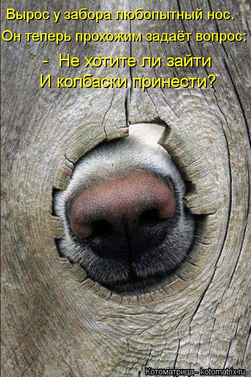 Котоматрица: Вырос у забора любопытный нос. Он теперь прохожим задаёт вопрос: -  Не хотите ли зайти  И колбаски принести?