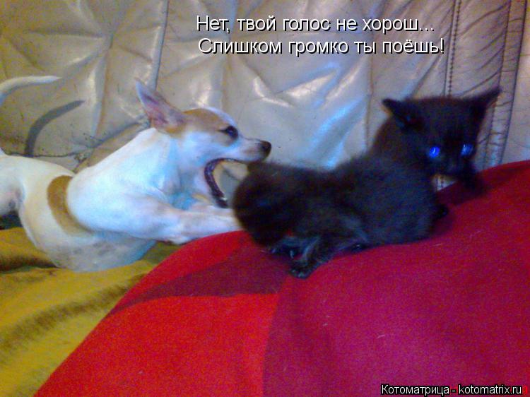 Слишком громко ты поёшь! Нет, твой голос не хорош...... Котоматрица: Слишком громко ты поёшь! Нет, твой голос не хорош...