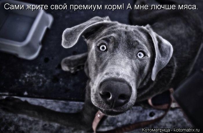 Сами жрите свой премиум корм! А мне лючше мяса.... Котоматрица: Сами жрите свой премиум корм! А мне лючше мяса.