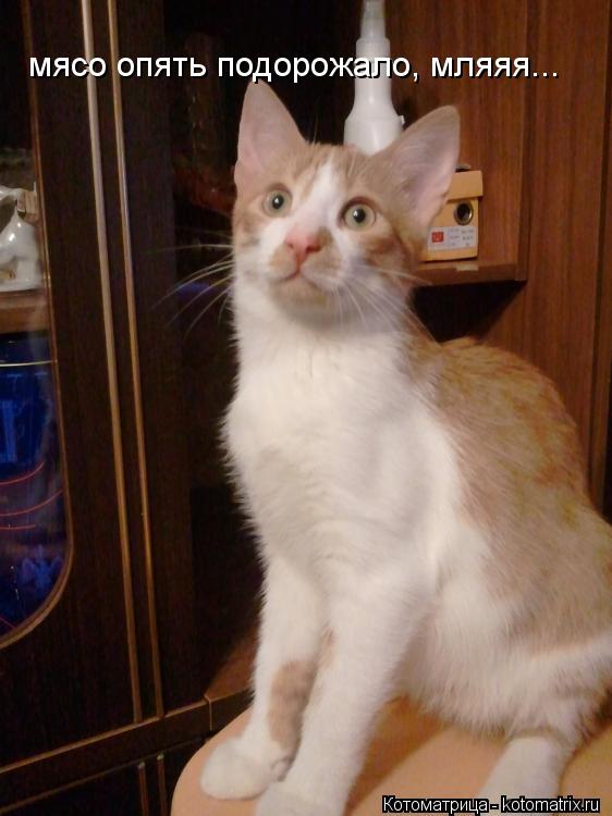 Котоматрица: мясо опять подорожало, мляяя...