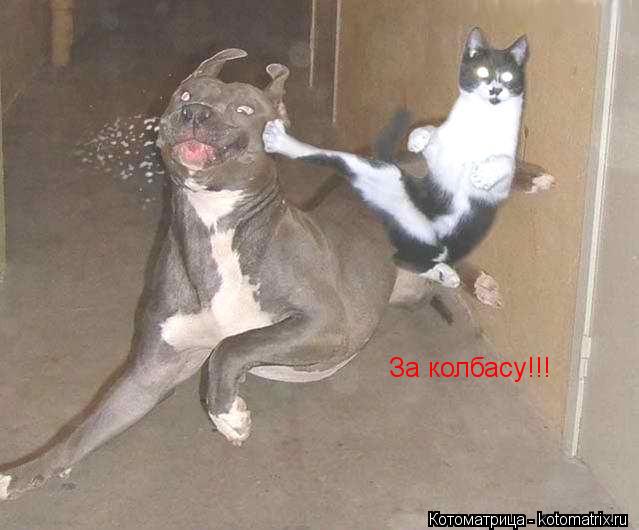 За колбасу!!!... Котоматрица: За колбасу!!!