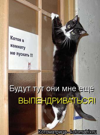 Будут тут они мне ещё ВЫПЕНДРИВАТЬСЯ!... Котоматрица: Будут тут они мне ещё ВЫПЕНДРИВАТЬСЯ!
