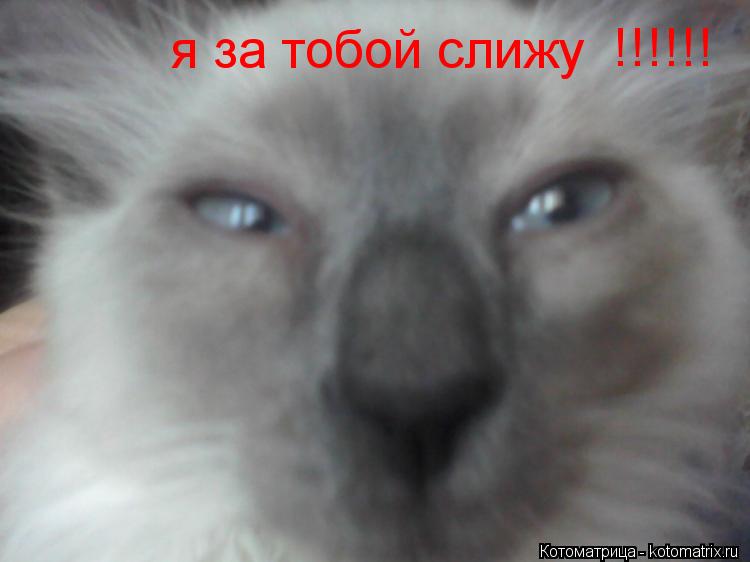 Котоматрица: я за тобой слижу !!!!!!