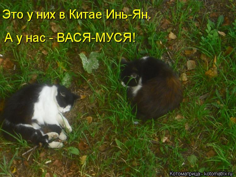 Котоматрица: А у нас - ВАСЯ-МУСЯ! Это у них в Китае Инь-Ян.