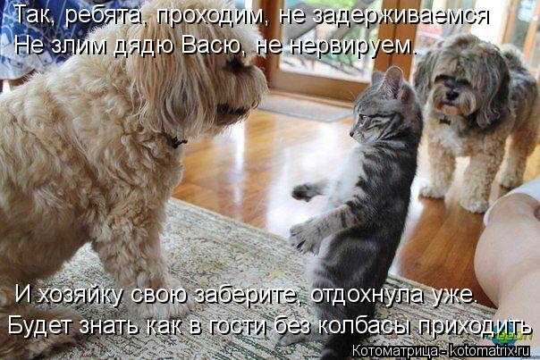 Котоматрица: Так, ребята, проходим, не задерживаемся Не злим дядю Васю, не нервируем. И хозяйку свою заберите, отдохнула уже. Будет знать как в гости без к