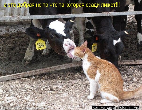 Котоматрица: а эта добрая не то что та которая ссади лижет!!!