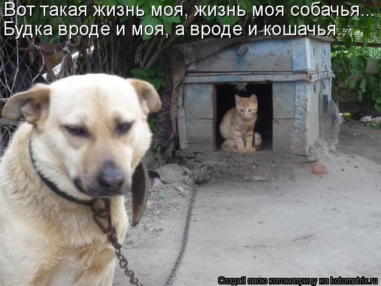 Будка вроде и моя, а вроде и кошачья.. Вот такая жизнь моя, жизнь моя собачья...... Котоматрица: Будка вроде и моя, а вроде и кошачья.. Вот такая жизнь моя, жизнь моя собачья...