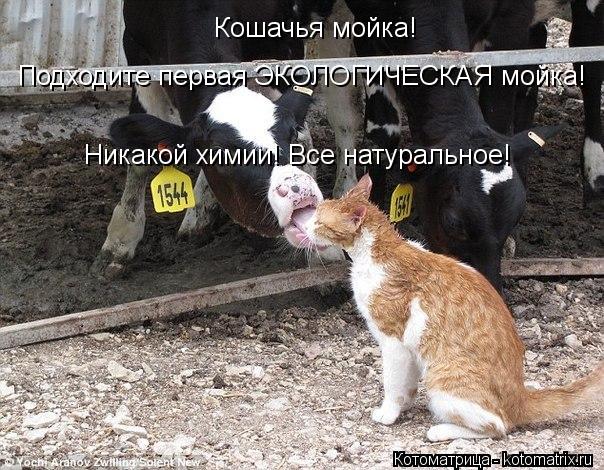 Котоматрица: Кошачья мойка!  Подходите первая ЭКОЛОГИЧЕСКАЯ мойка! Никакой химии! Все натуральное!