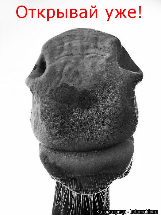 Котоматрица: Открывай уже!