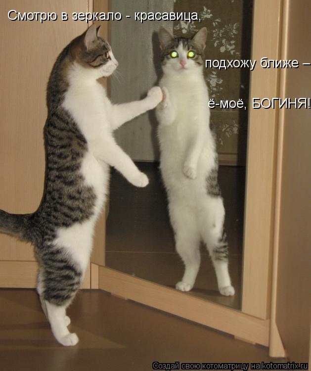 Котоматрица: Смотрю в зеркало - красавица, подхожу ближе – ё-моё, БОГИНЯ!!!!