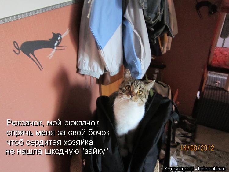 Котоматрица: Рюкзачок, мой рюкзачок спрячь меня за свой бочок чтоб сердитая хозяйка не нашла шкодную "зайку"