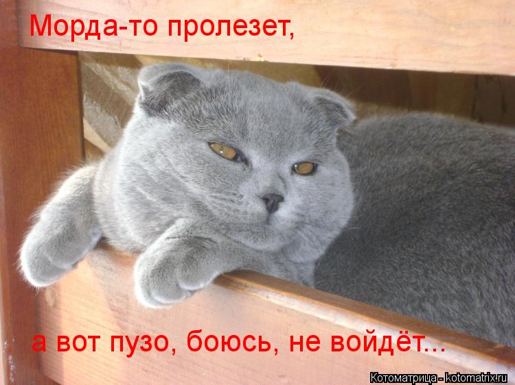 Котоматрица: Морда-то пролезет, а вот пузо, боюсь, не войдёт...
