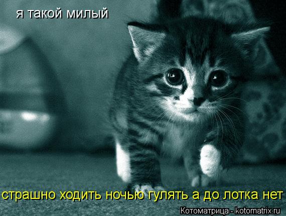 Котоматрица: я такой милый  страшно ходить ночью гулять а до лотка нет