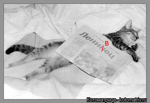 Котоматрица: / в