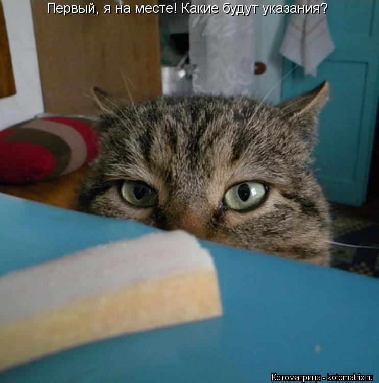 Котоматрица: Первый, я на месте! Какие будут указания?