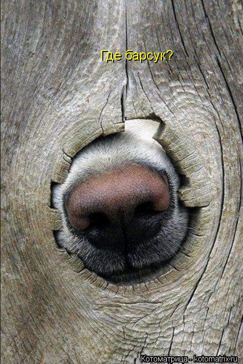 Котоматрица: Где барсук?