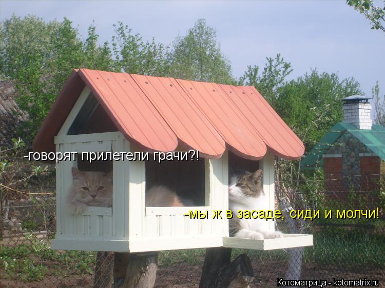 Котоматрица: -говорят прилетели грачи?! -мы ж в засаде, сиди и молчи!