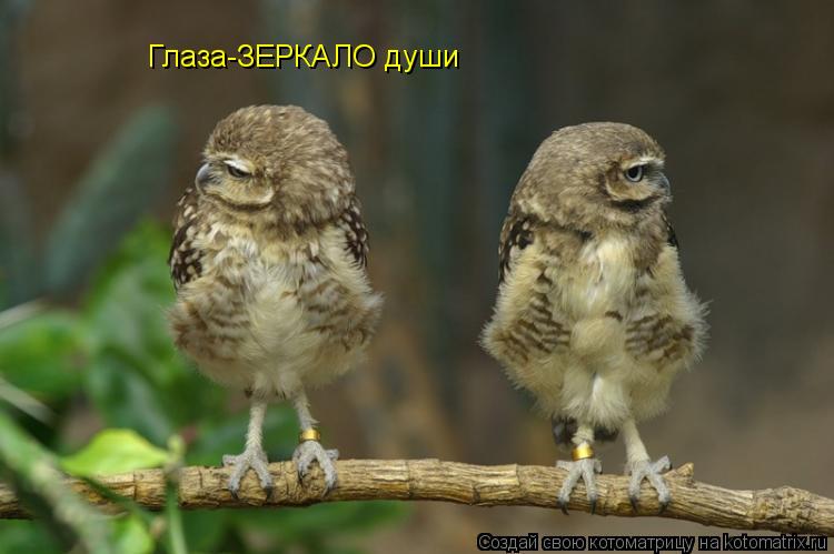 Котоматрица: Глаза-ЗЕРКАЛО души