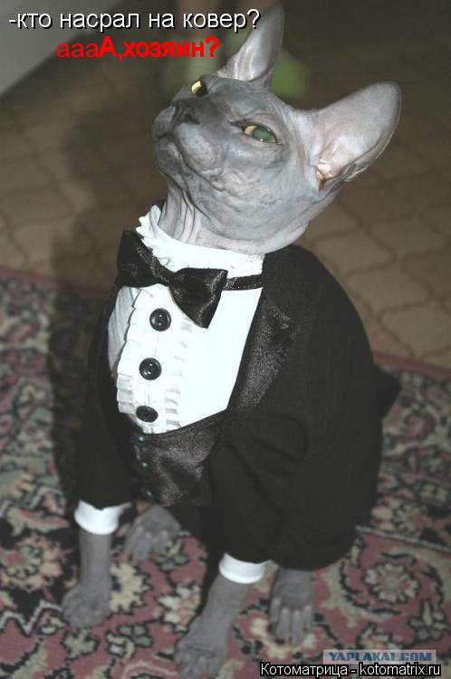 -кто насрал на ковер? А хозяин? А,хозяин? аааА,хозяин?... Котоматрица: -кто насрал на ковер? А хозяин? А,хозяин? аааА,хозяин?