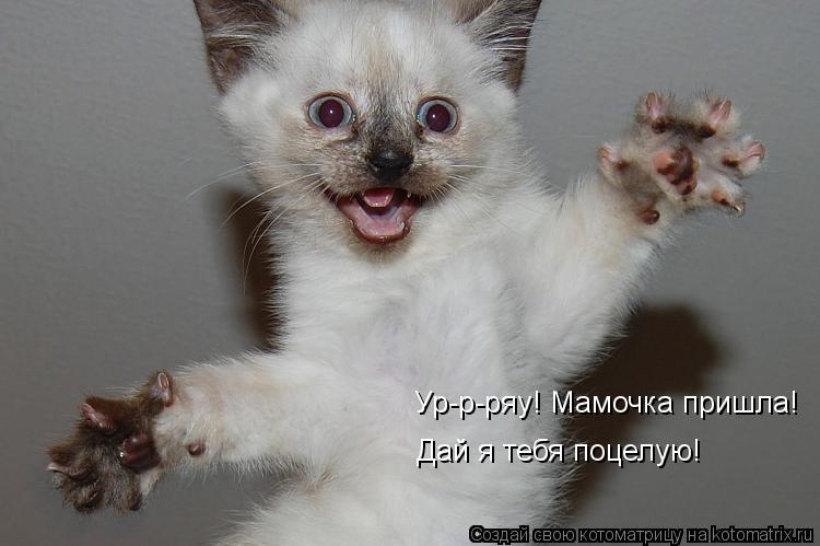 Котоматрица: Ур-р-ряу! Мамочка пришла! Дай я тебя поцелую!
