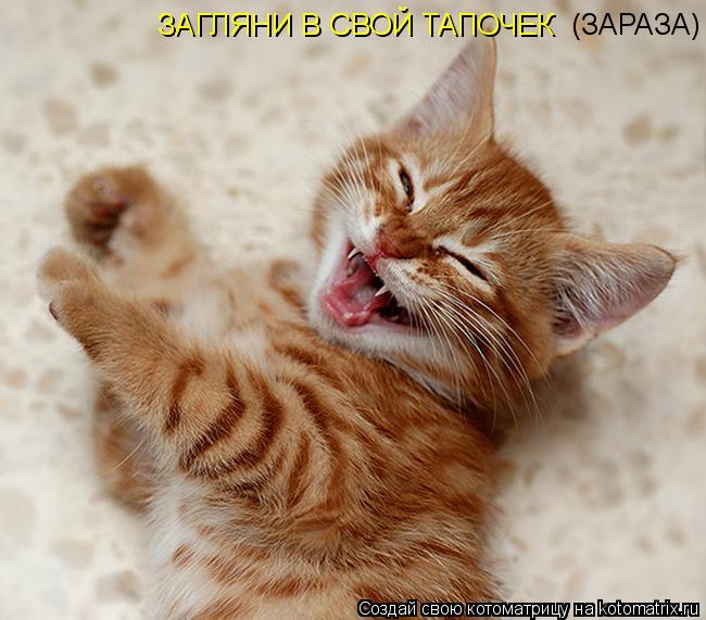 Котоматрица: ЗАГЛЯНИ В СВОЙ ТАПОЧЕК (ЗАРАЗА)
