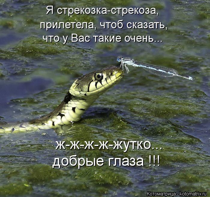 Я стрекозка-стрекоза, прилетела, чтоб сказать, что у Вас такие очень... ж-ж-ж-ж-жутко... добрые глаза... Котоматрица: Я стрекозка-стрекоза, прилетела, чтоб сказать, что у Вас такие очень... ж-ж-ж-ж-жутко... добрые глаза !!!